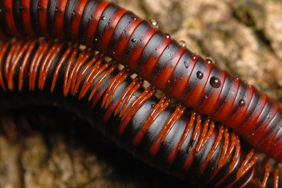 Millipedes are one of the oldest living creatures on earth. Their bright colours are a warning signal to the predators of their toxicity.